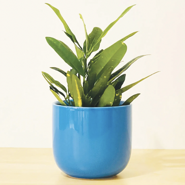 Palette Pots The Mug Small Glossy Ceramic Plant Pot