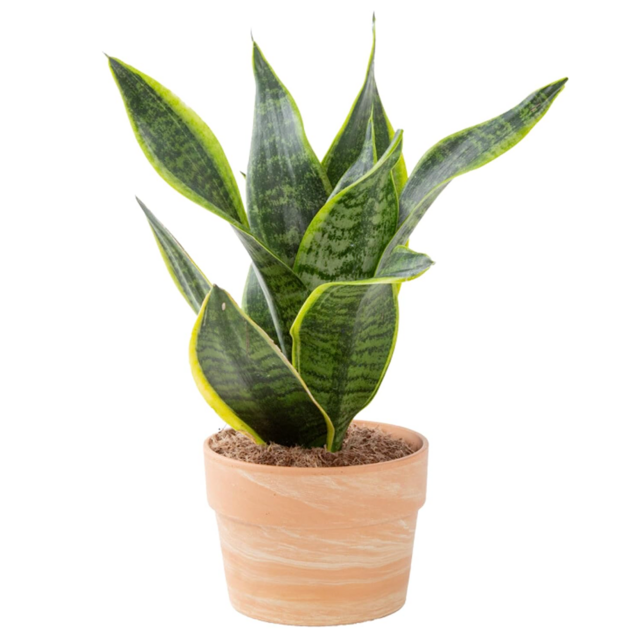 Costa Farms Live Snake Plant