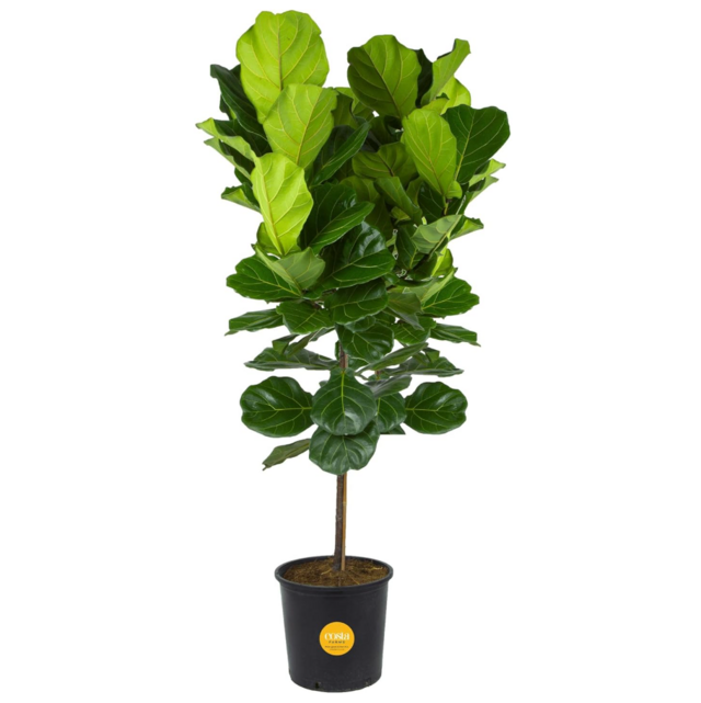 Costa Farms Fiddle Leaf Fig Tree Plant