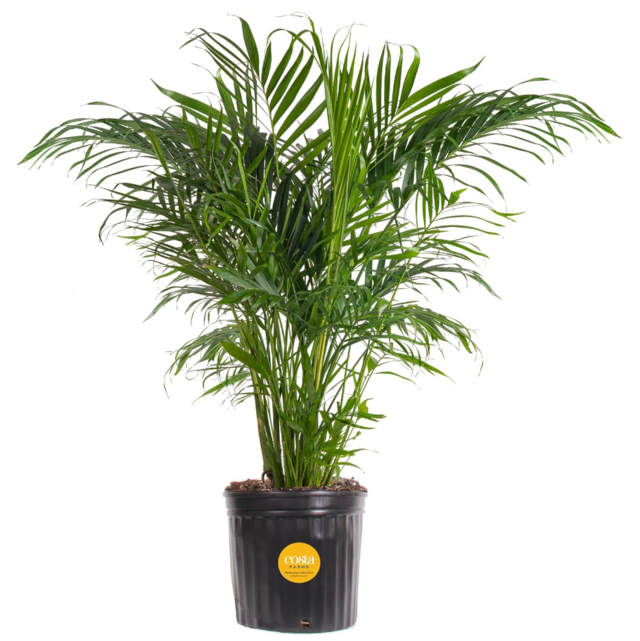 Costa Farms Cat Palm