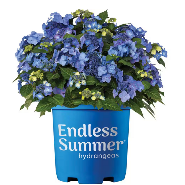 Endless Summer 2 Gal. Pop Star Reblooming Hydrangea Flowering Shrub