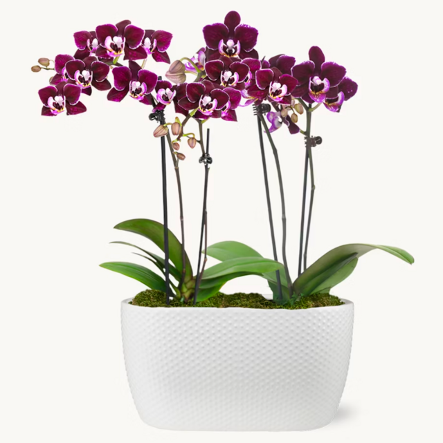 BloomsyBox Petite Amalfi Orchid Duo