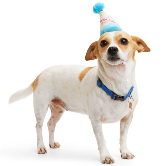 Youly Birthday Dog Hat