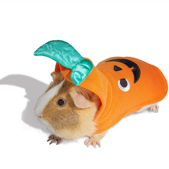 Bootique Jack-o-Lantern Costume for Small Animals