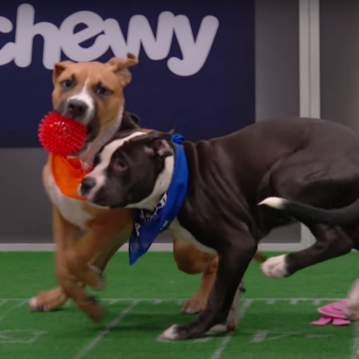 Where to Stream the Super Bowl LVII (2023): Puppy Bowl and Great