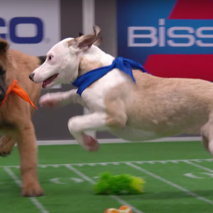 How to Stream Super Bowl 2019 (And Puppy Bowl, Kitten Bowl)