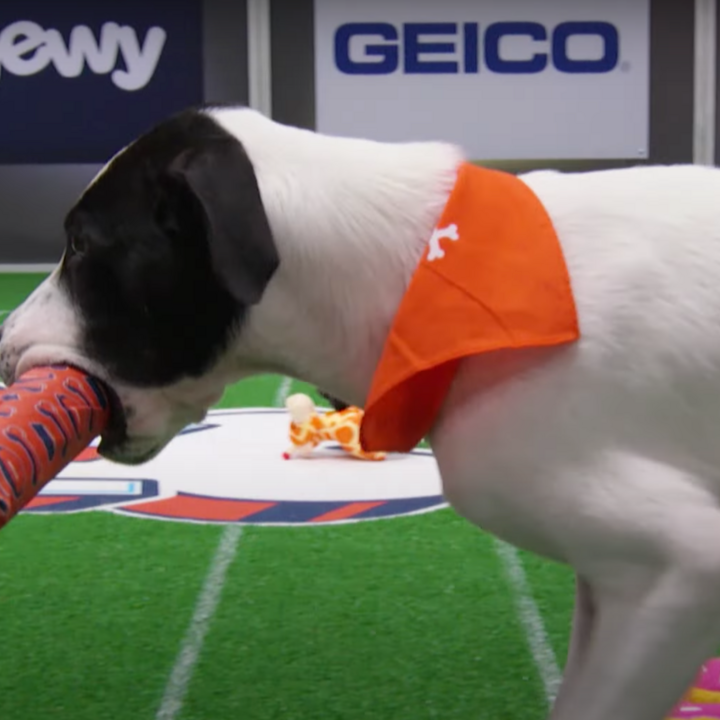 Puppy Bowl' 2022: How to watch online for free, time, TV channel 