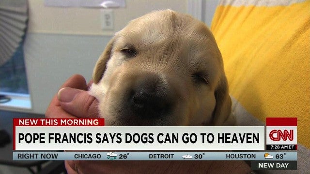 The Pope: Yes, Dogs to Heaven | Entertainment