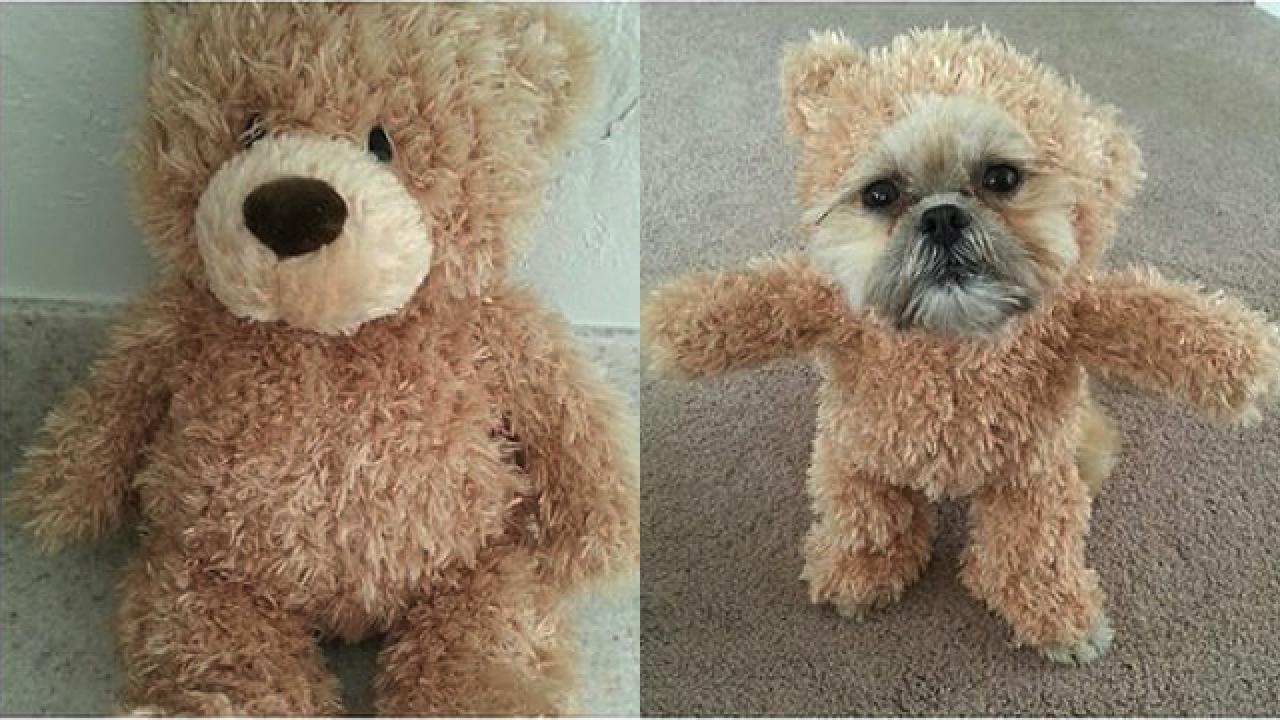 dogs that look like teddy bear