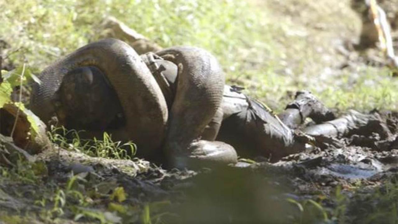Eaten Alive' -- Anaconda Used in Failed TV Stunt Was a RINGER