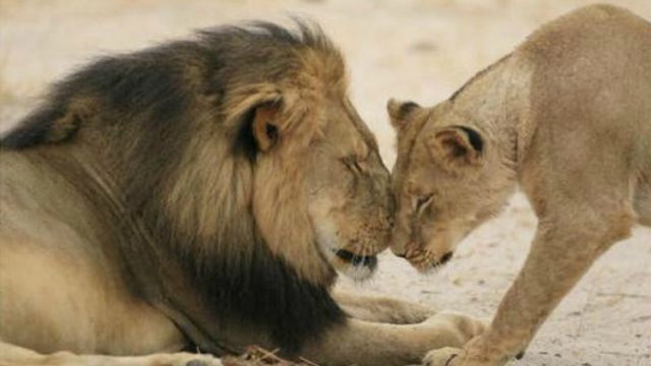 Dentist Who Killed Cecil the Lion Apologizes to His Patients