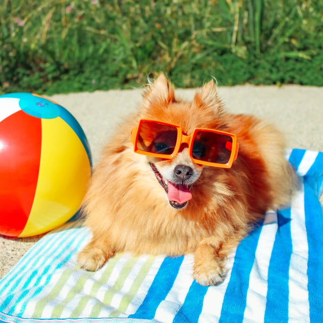 Products to Keep Your Pet Cool on Hot Summer Days