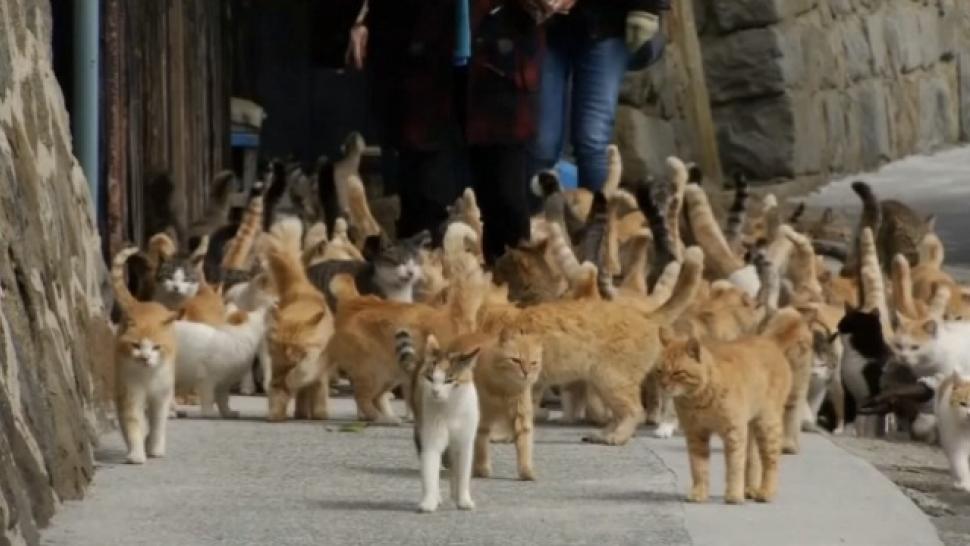 Cat Island': Felines Outnumber Humans on Japan's Aoshima Island