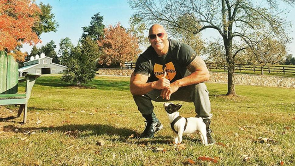 Dwayne 'The Rock' Johnson Donated $1,500 to Save a Puppy Named Dwayne 'The  Rock' Johnson | Entertainment Tonight