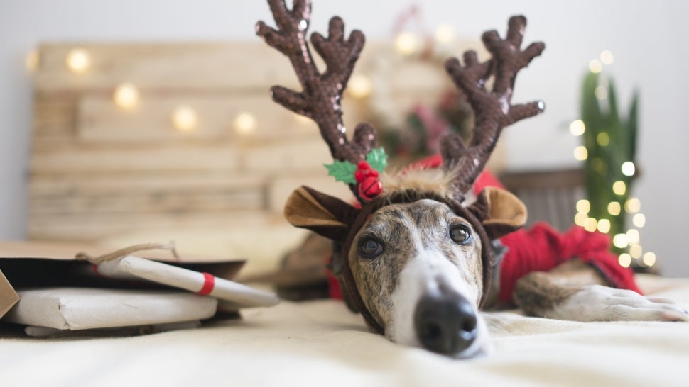 Dog in reindeer ears with gifts