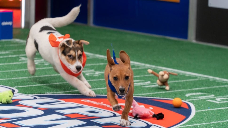 Where To Stream Puppy Bowl 2024 Marjy Shannen   Puppy 