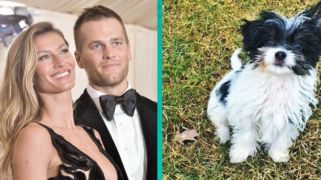 Meet Fluffy, Tom Brady and Gisele's Adorable New Dog